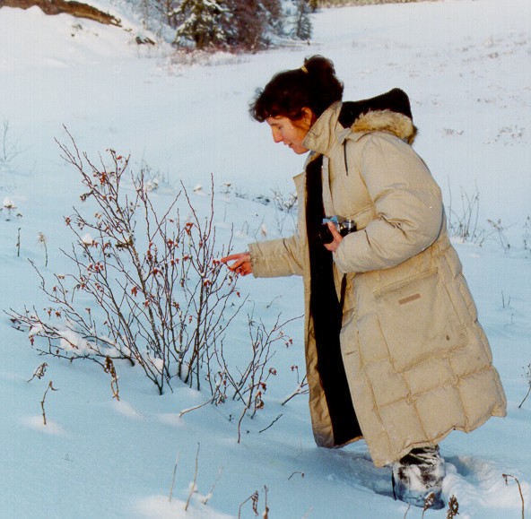 In a Yukon field - Copyright 1999 - Jennifer Stephenson